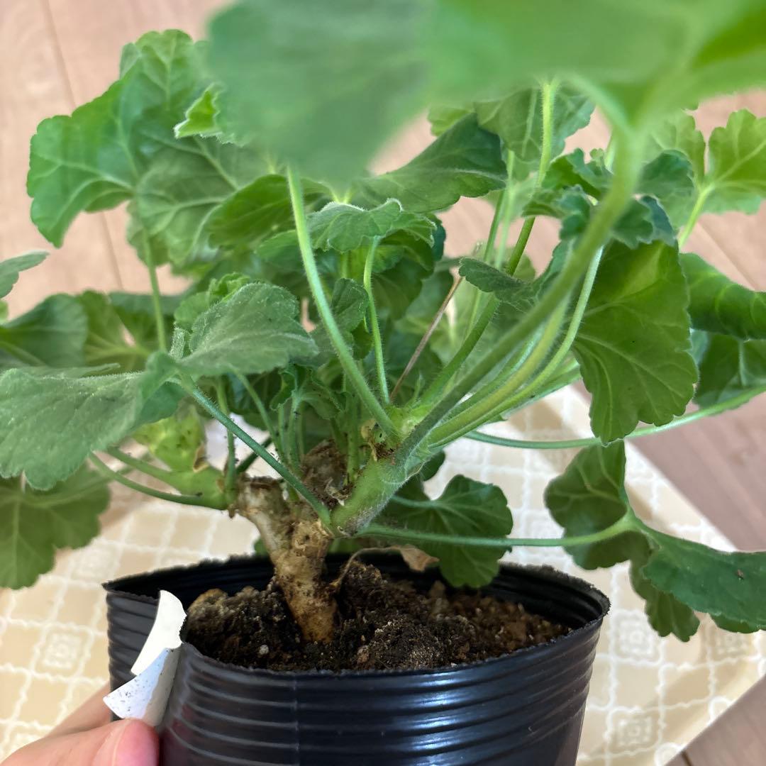 新品種 希少品種ゼラニウム レアゼラニウム 激レア品種ゼラニウム 1421