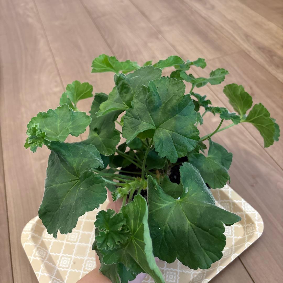 新品種 希少品種ゼラニウム レアゼラニウム 激レア品種ゼラニウム 1421