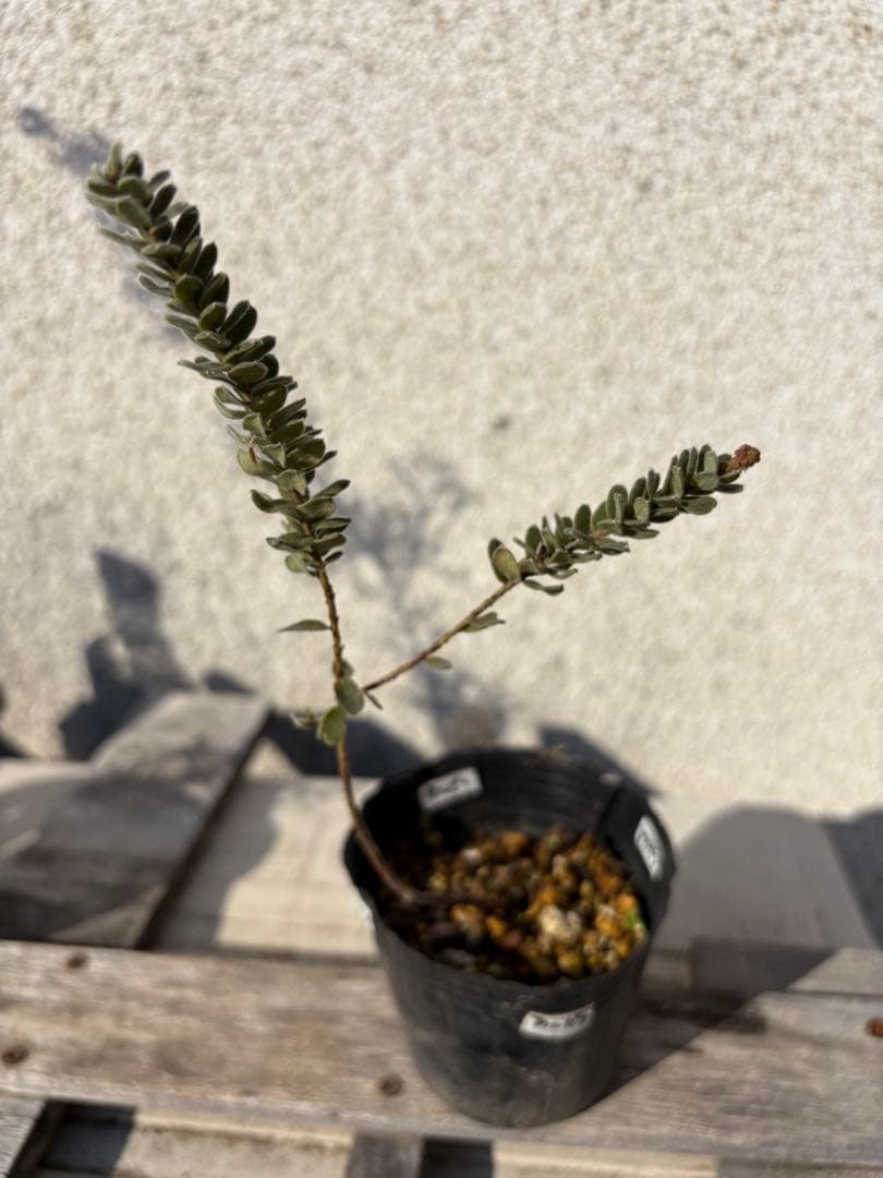 グレビレア3号セット センパフローレンス アルピナ オージープランツ