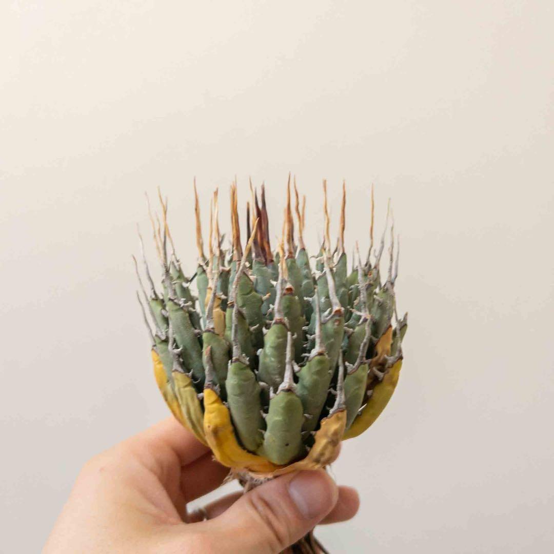 49 ユタエンシス エボリスピナ 現地株 ベアルート 陽炎 アガベ