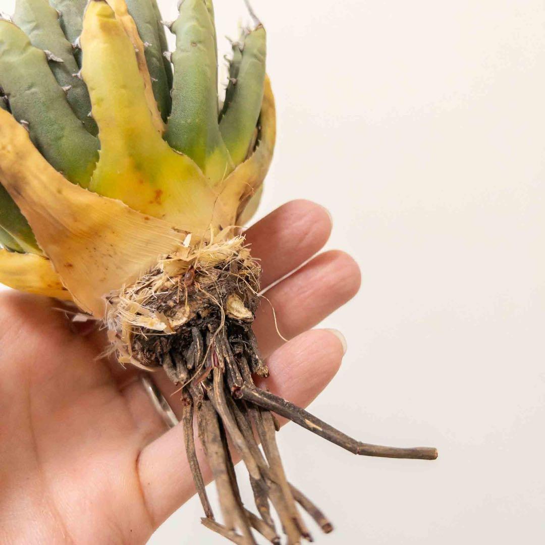 49 ユタエンシス エボリスピナ 現地株 ベアルート 陽炎 アガベ