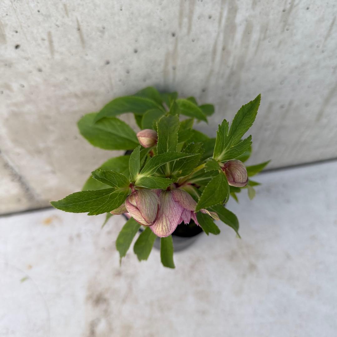 クリスマスローズ 多弁　スパッタ　点描スポット　ブロッチ　4.5号