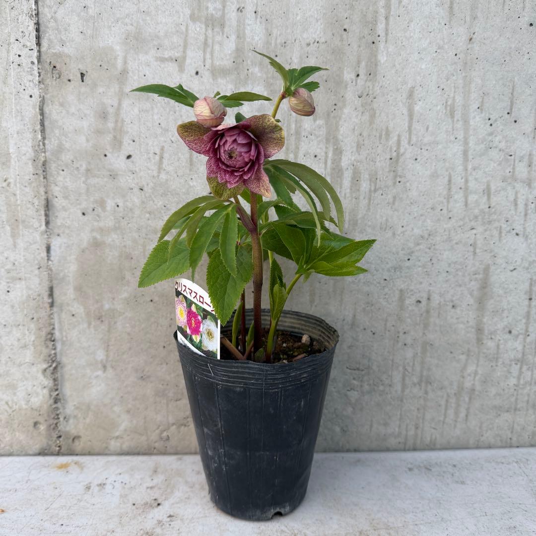 クリスマスローズ 多弁　スパッタ　点描スポット　ブロッチ　4.5号