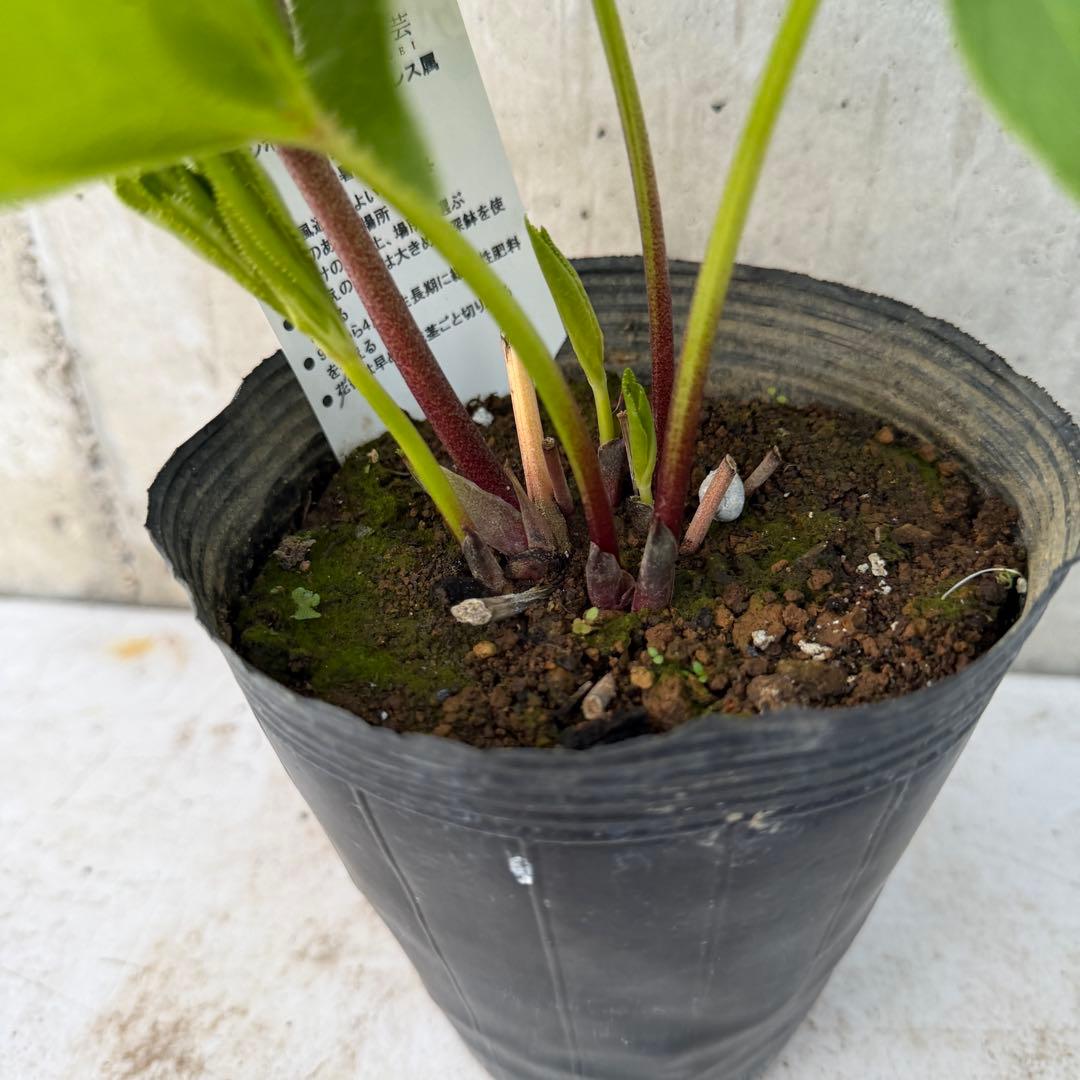 クリスマスローズ 多弁　スパッタ　点描スポット　ブロッチ　4.5号