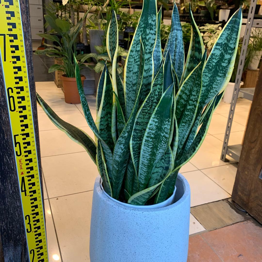 サンスベリア ファイバー鉢 お皿付き