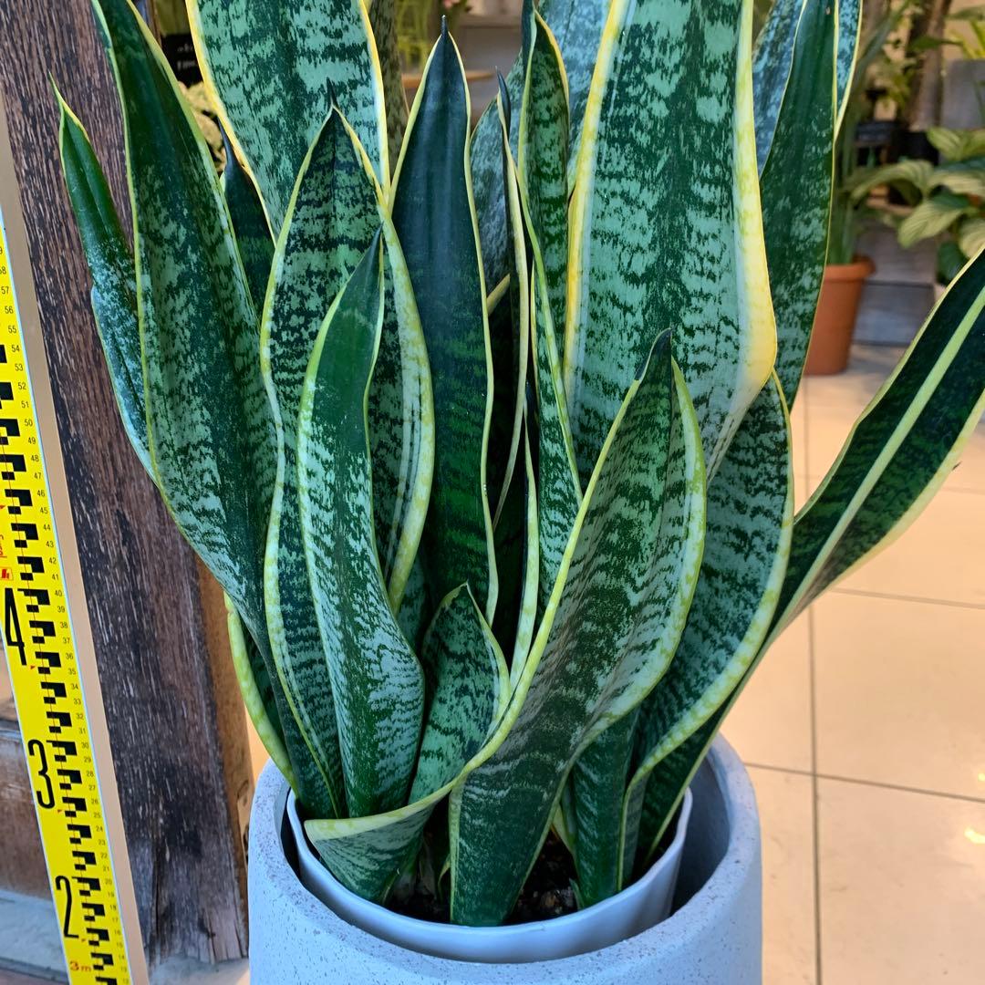 サンスベリア ファイバー鉢 お皿付き