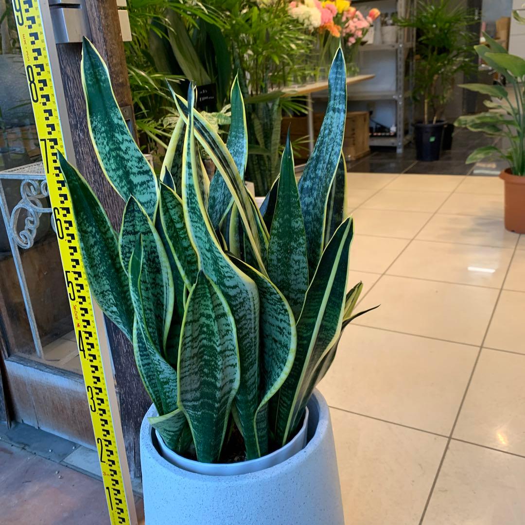 サンスベリア ファイバー鉢 お皿付き