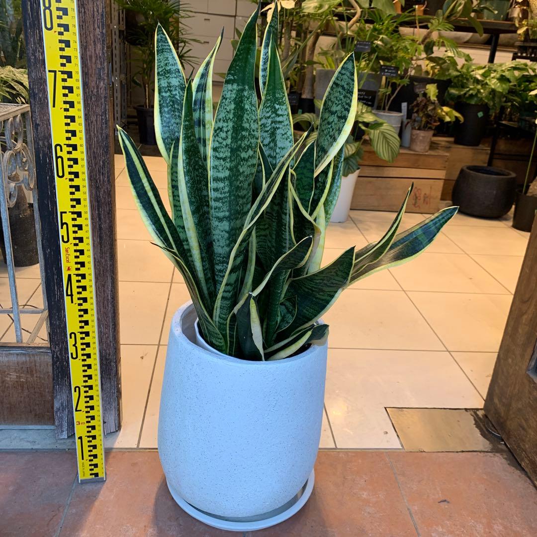 サンスベリア ファイバー鉢 お皿付き