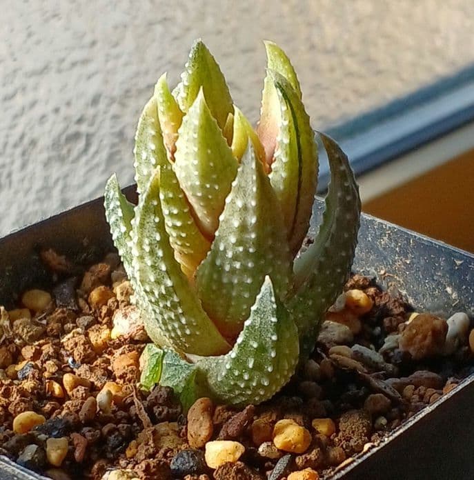 ハオルチア 九輪塔錦 (極上斑入り) 極美株 現物 - メルカリ