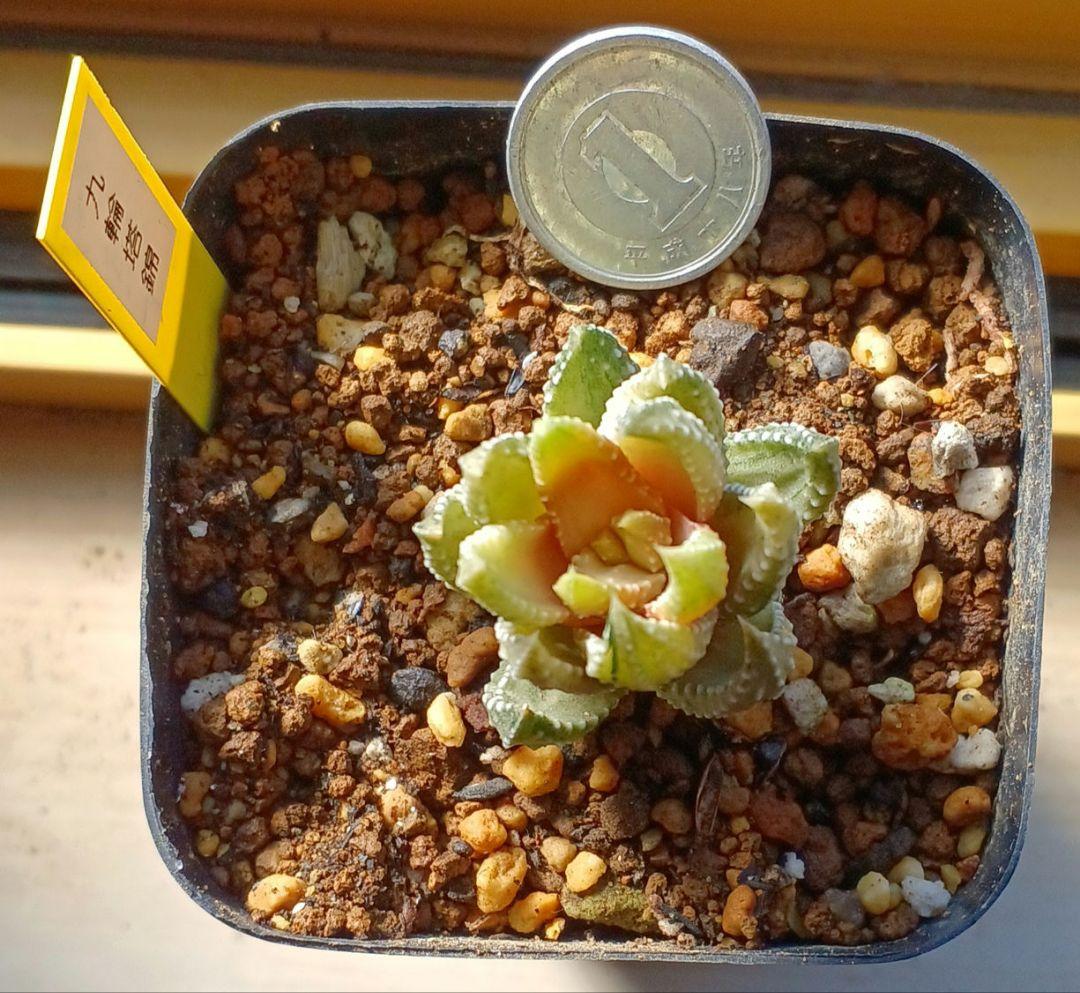 ハオルチア 九輪塔錦 (極上斑入り) 極美株 現物 - メルカリ