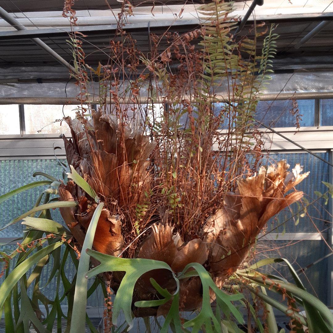 くまろくさん専用ウイリンキー　ビカクシダ