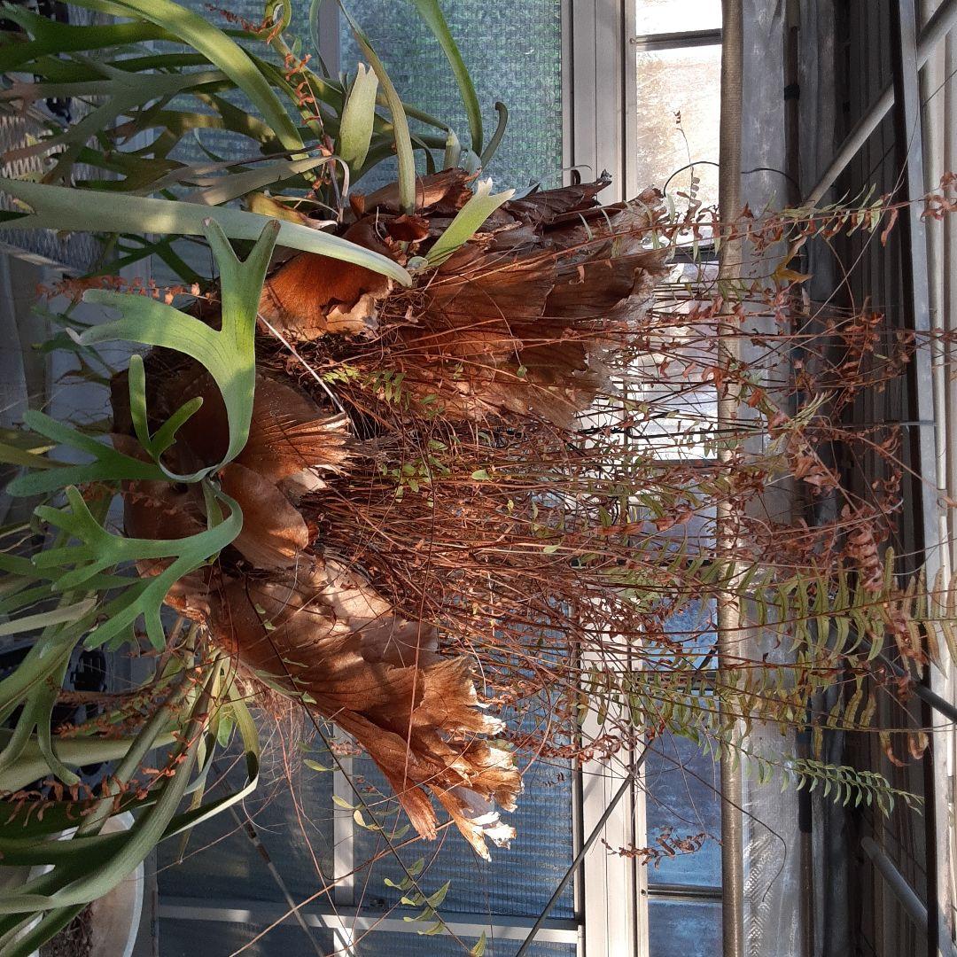 くまろくさん専用ウイリンキー　ビカクシダ