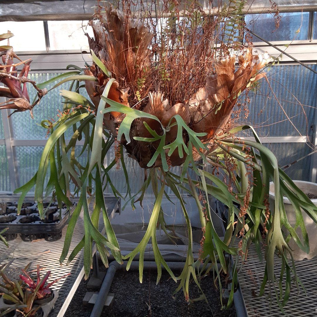 くまろくさん専用ウイリンキー　ビカクシダ