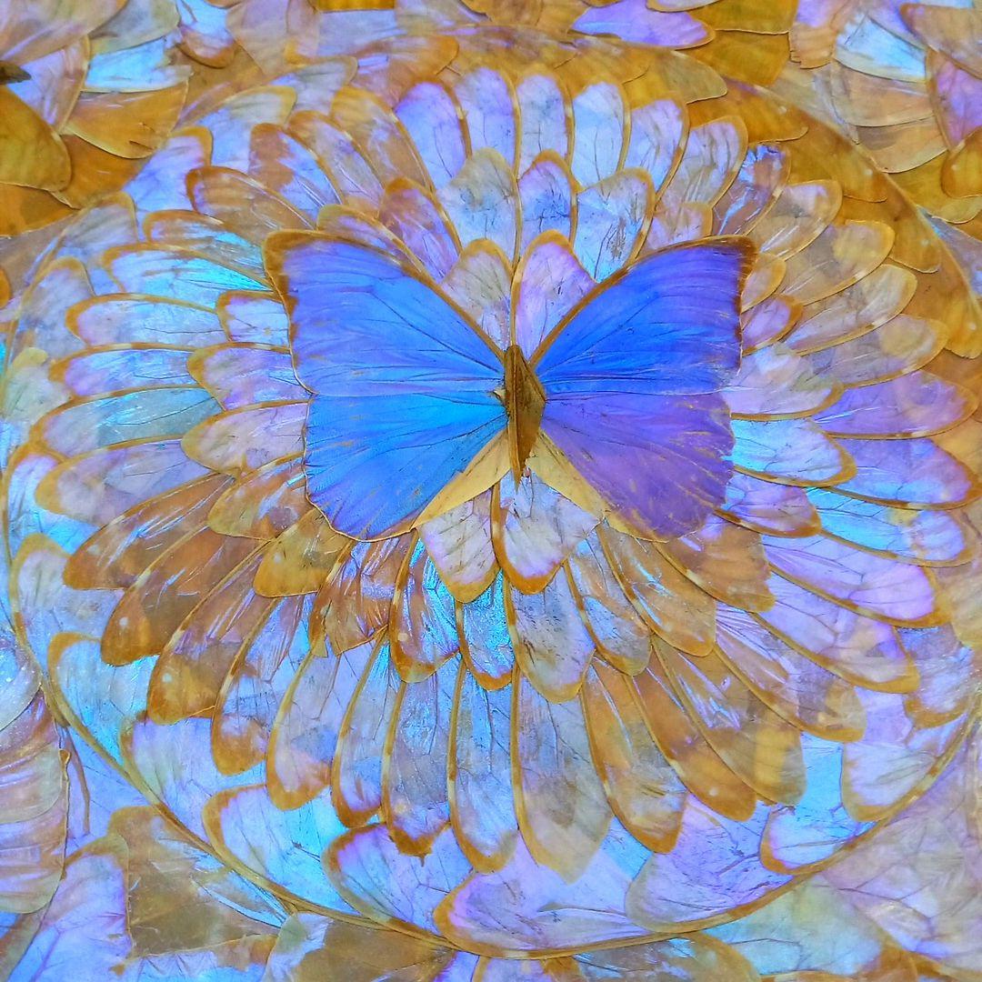希少 羽根細工 モルフォ蝶◇蝶羽画 絵画 木製額 - メルカリ