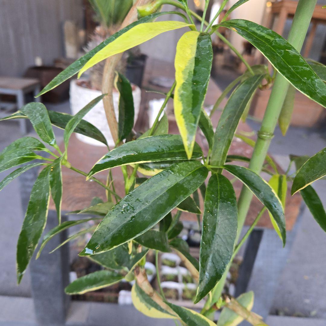 ② シェフレラ アンガスティフォリア 曲がり仕立て斑入り8号最高等級