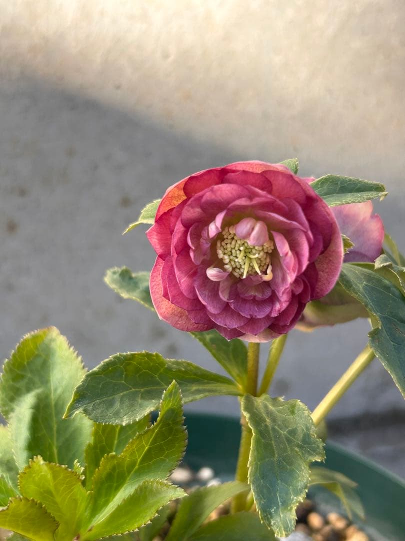 最終価格　小輪系　認定アンティークアフロディーテ