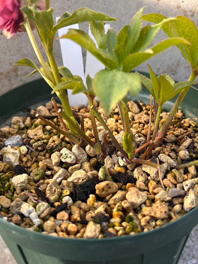 最終価格　小輪系　認定アンティークアフロディーテ