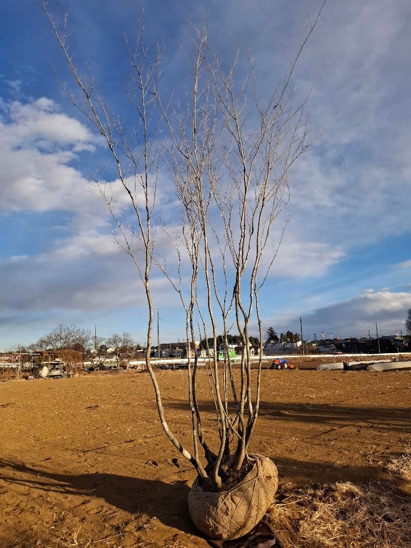 アオダモ　株立ち　山彩り　ーーアオハダ、モミジ、カエデーー