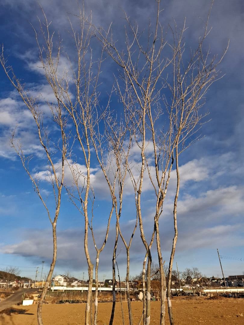 アオダモ　株立ち　山彩り　ーーアオハダ、モミジ、カエデーー