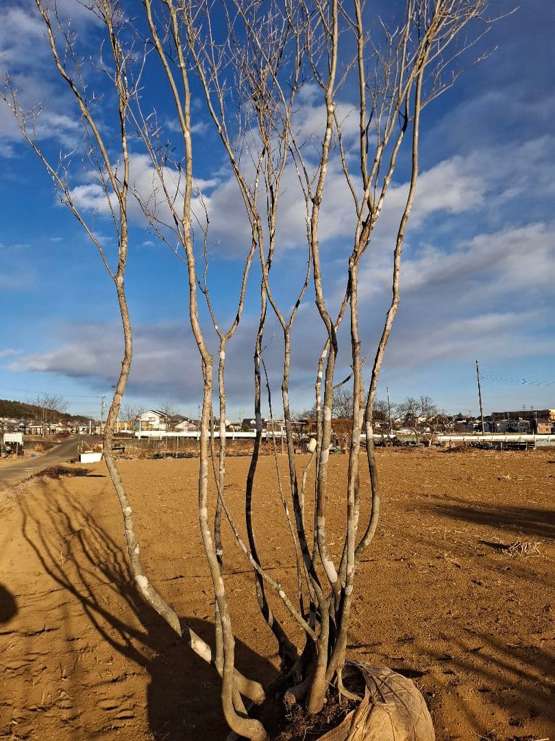 アオダモ　株立ち　山彩り　ーーアオハダ、モミジ、カエデーー