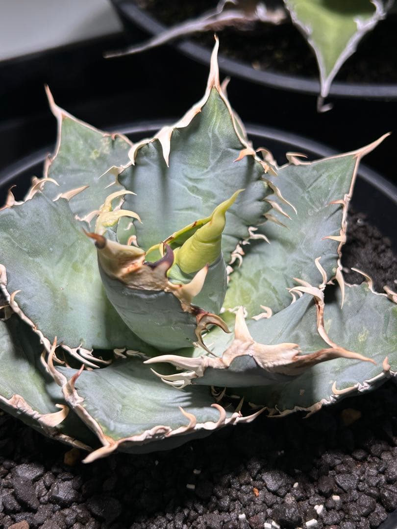 oaxaca oteroi Blue special 現地実生 ブルースペシャ