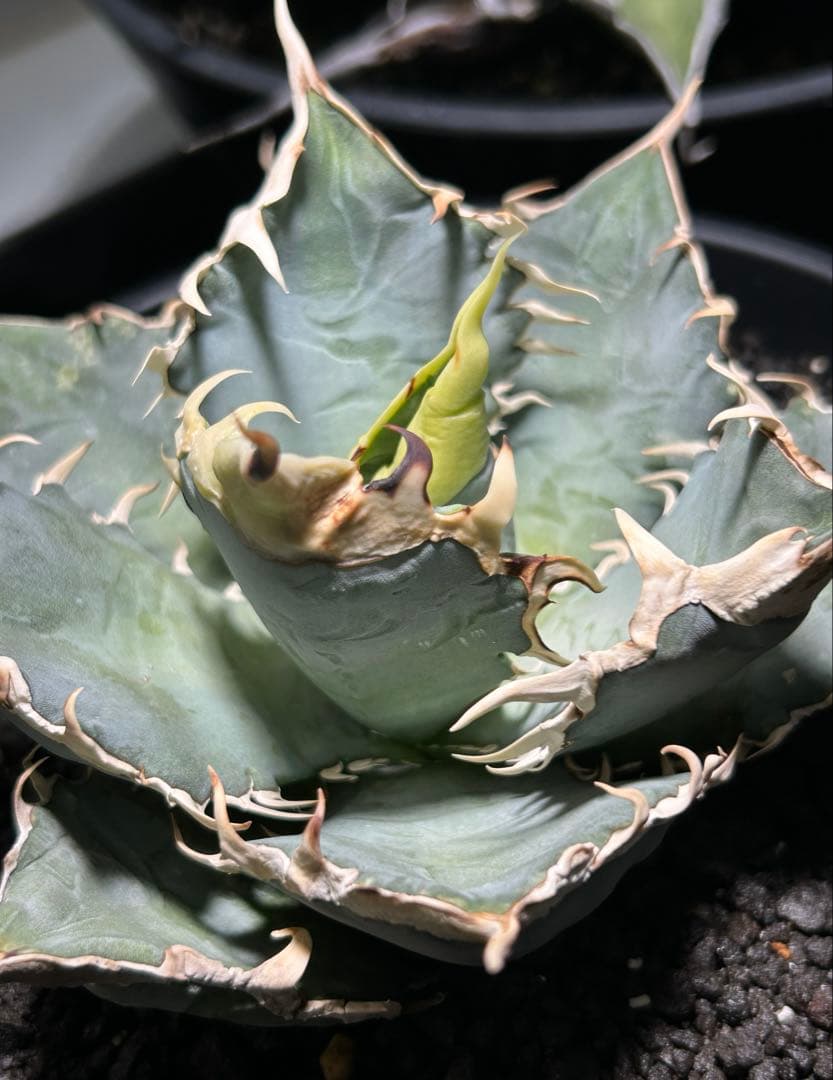 oaxaca oteroi Blue special 現地実生 ブルースペシャ