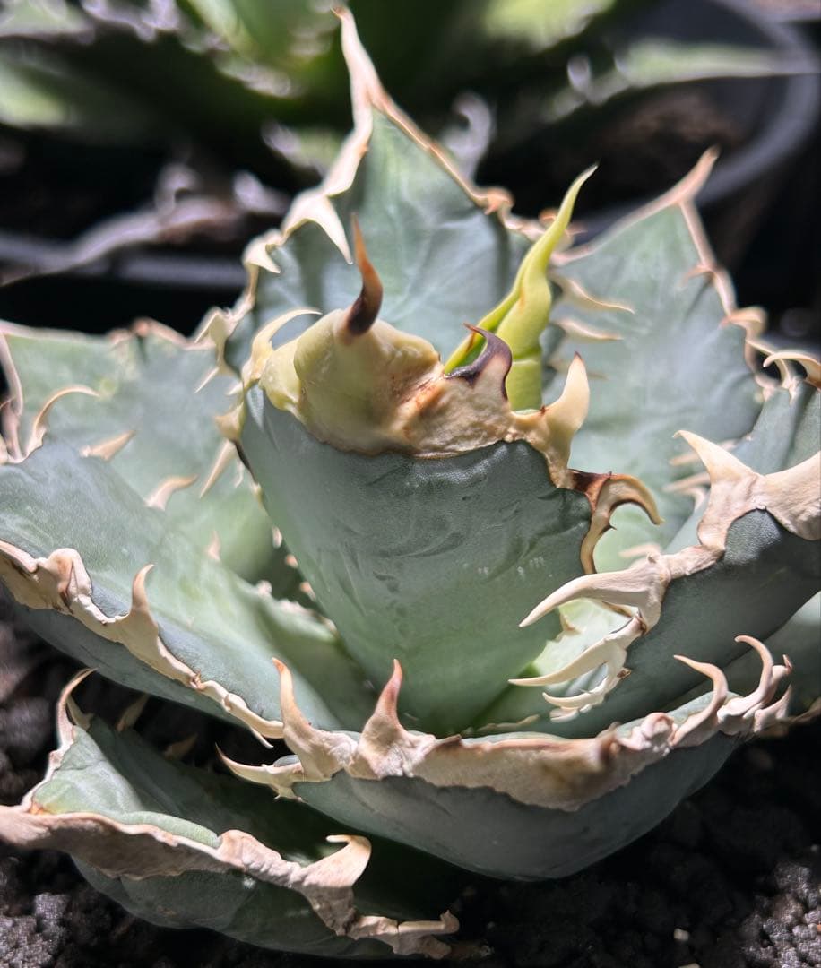 oaxaca oteroi Blue special 現地実生 ブルースペシャ