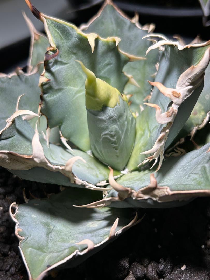 oaxaca oteroi Blue special 現地実生 ブルースペシャ