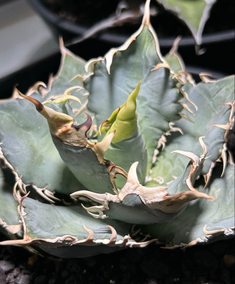 oaxaca oteroi Blue special 現地実生 ブルースペシャ