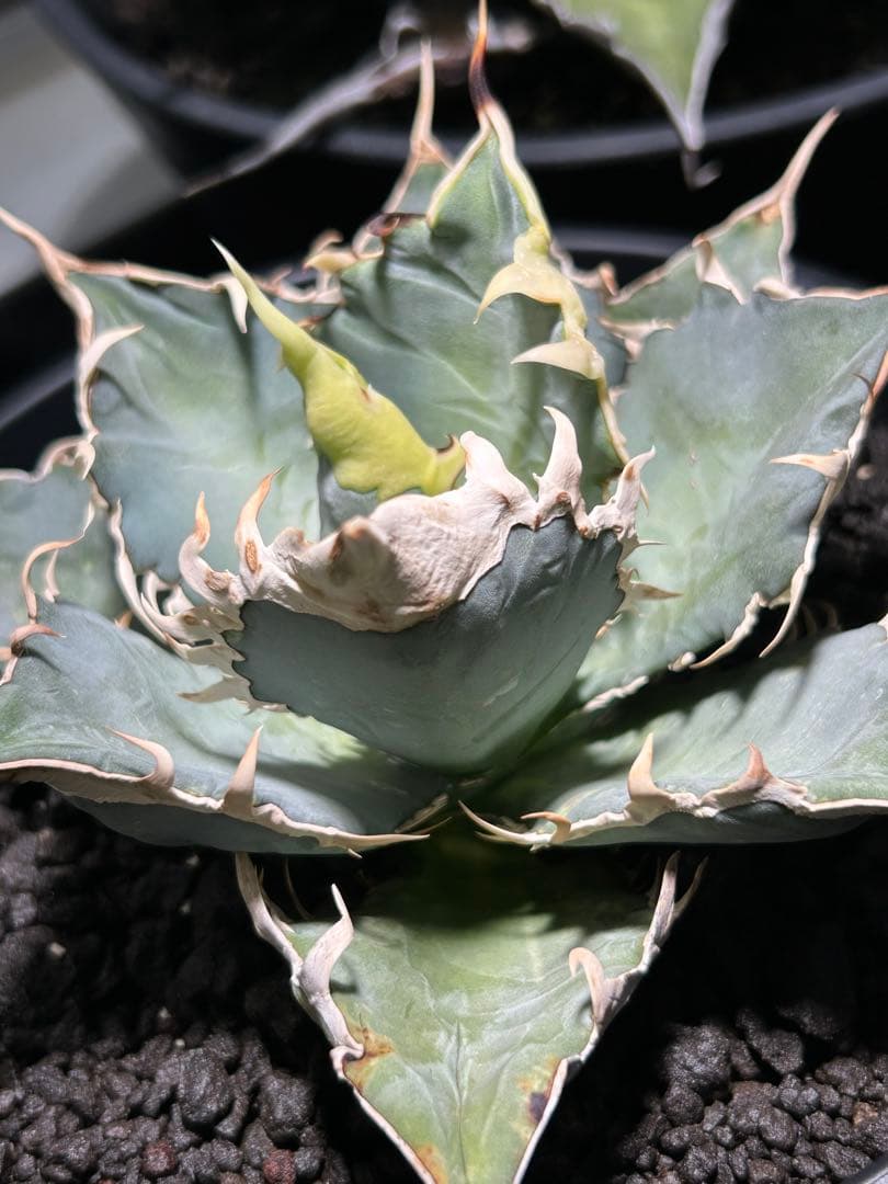 oaxaca oteroi Blue special 現地実生 ブルースペシャ