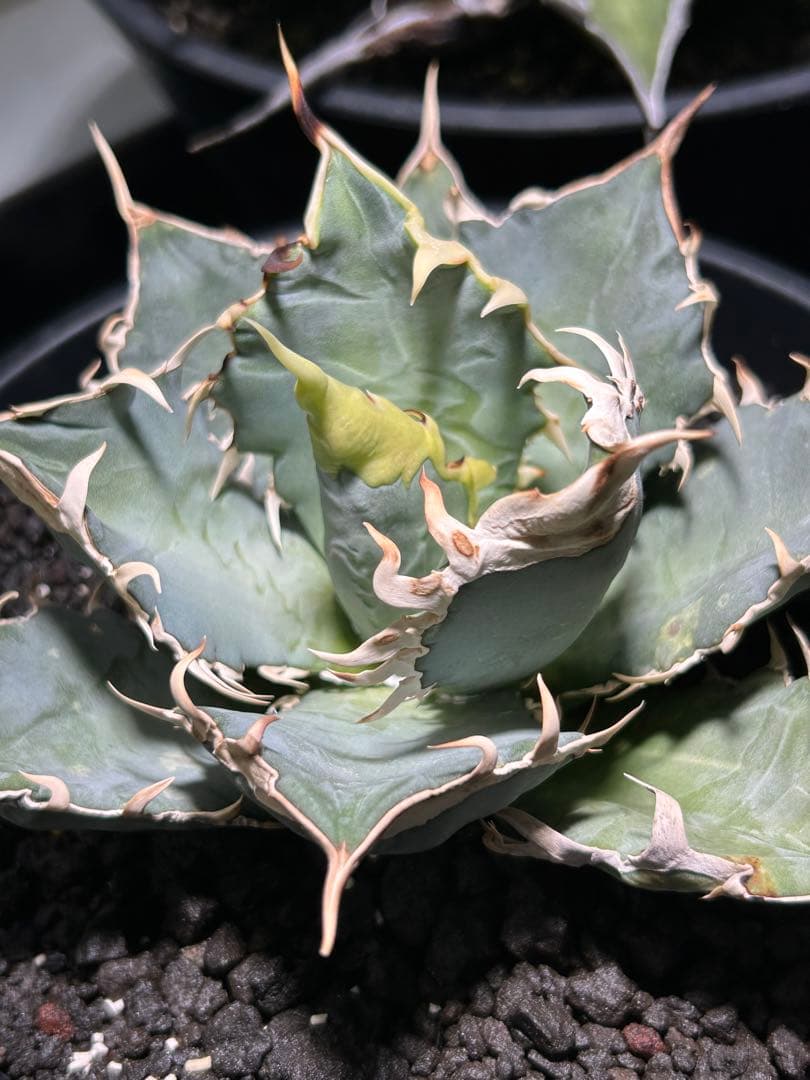 oaxaca oteroi Blue special 現地実生 ブルースペシャ