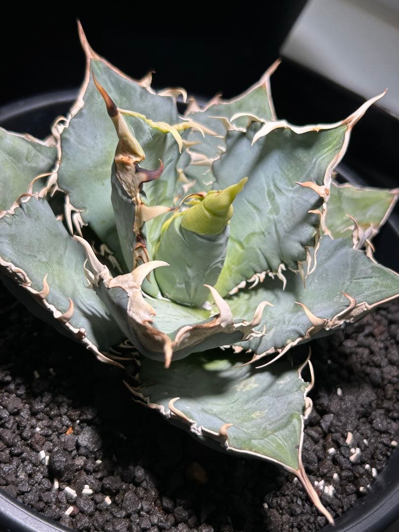 oaxaca oteroi Blue special 現地実生 ブルースペシャ