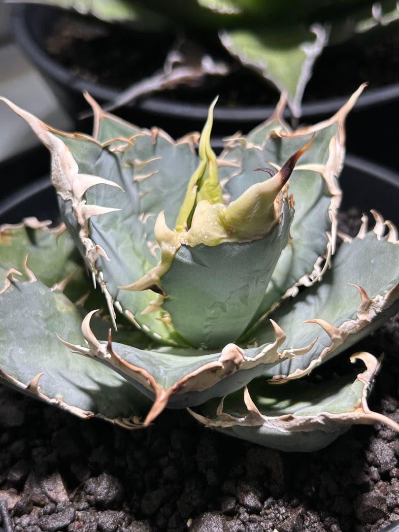 oaxaca oteroi Blue special 現地実生 ブルースペシャ