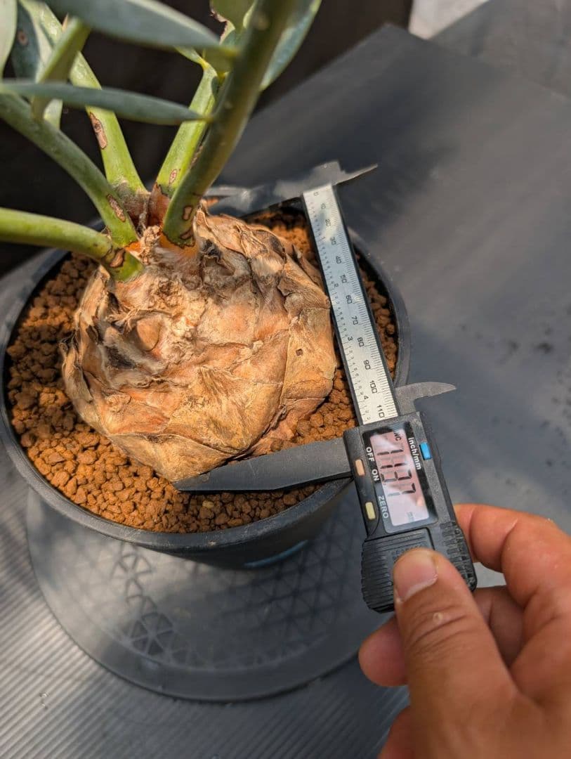 エンセファラルトス ホリダス スーパーブルー