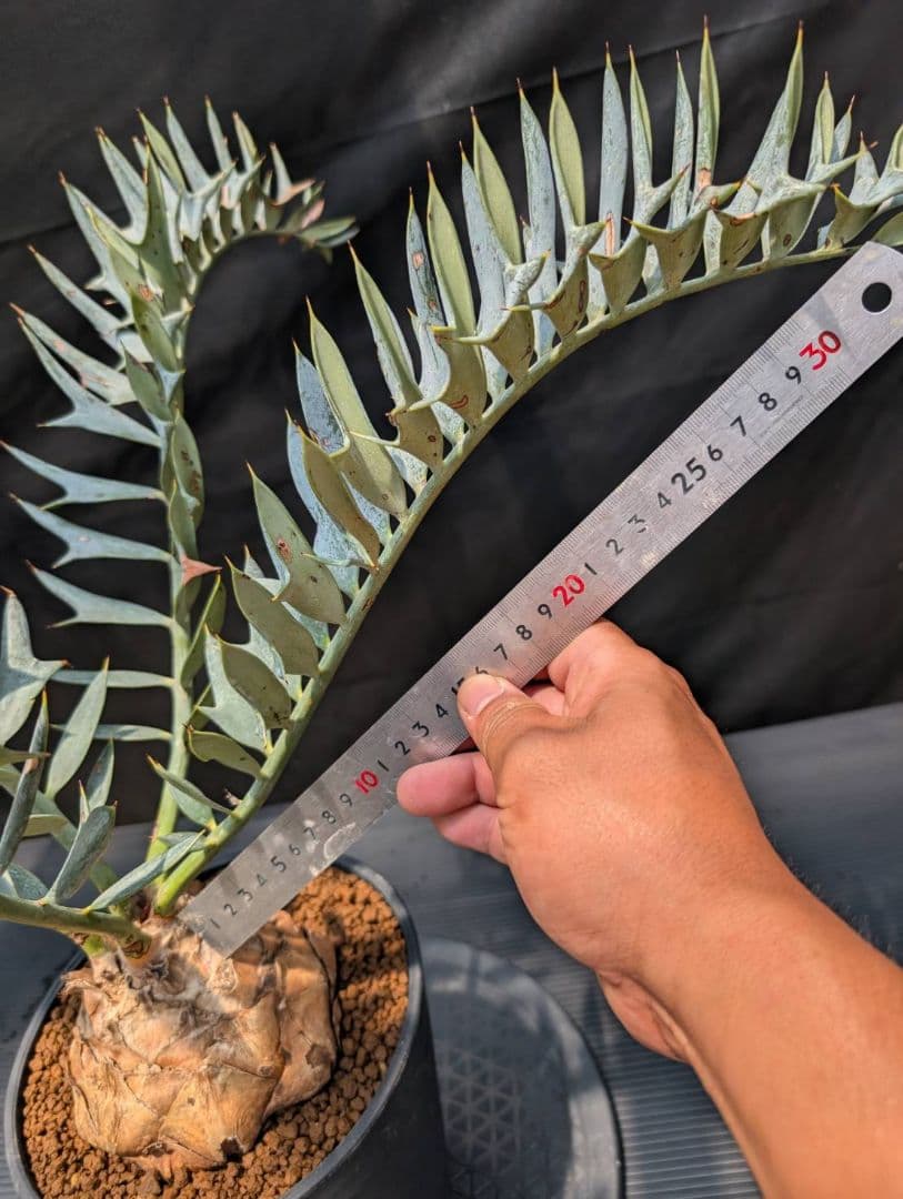 エンセファラルトス ホリダス スーパーブルー