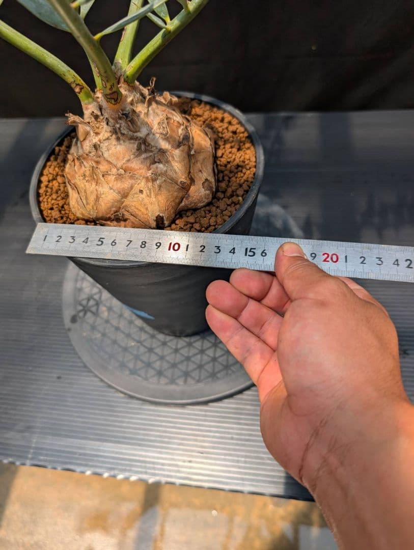 エンセファラルトス ホリダス スーパーブルー