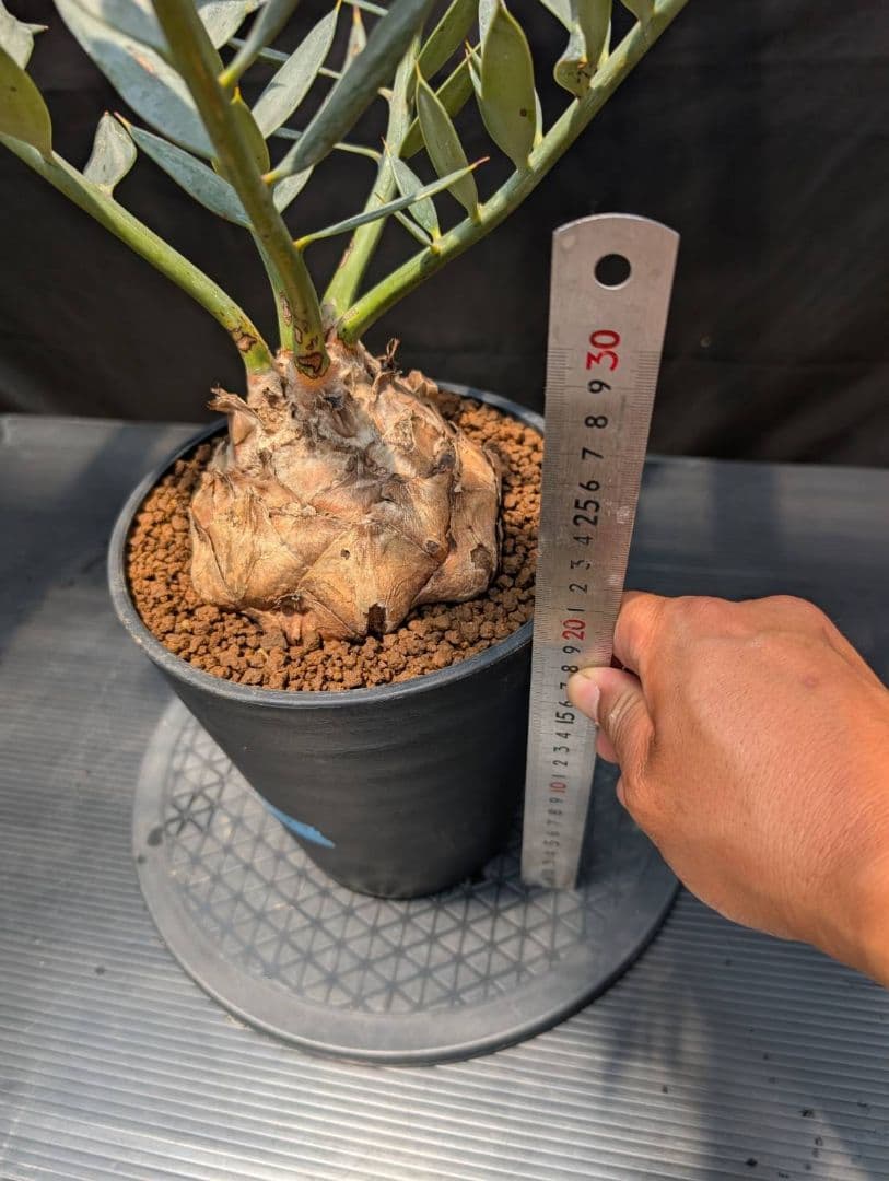 エンセファラルトス ホリダス スーパーブルー