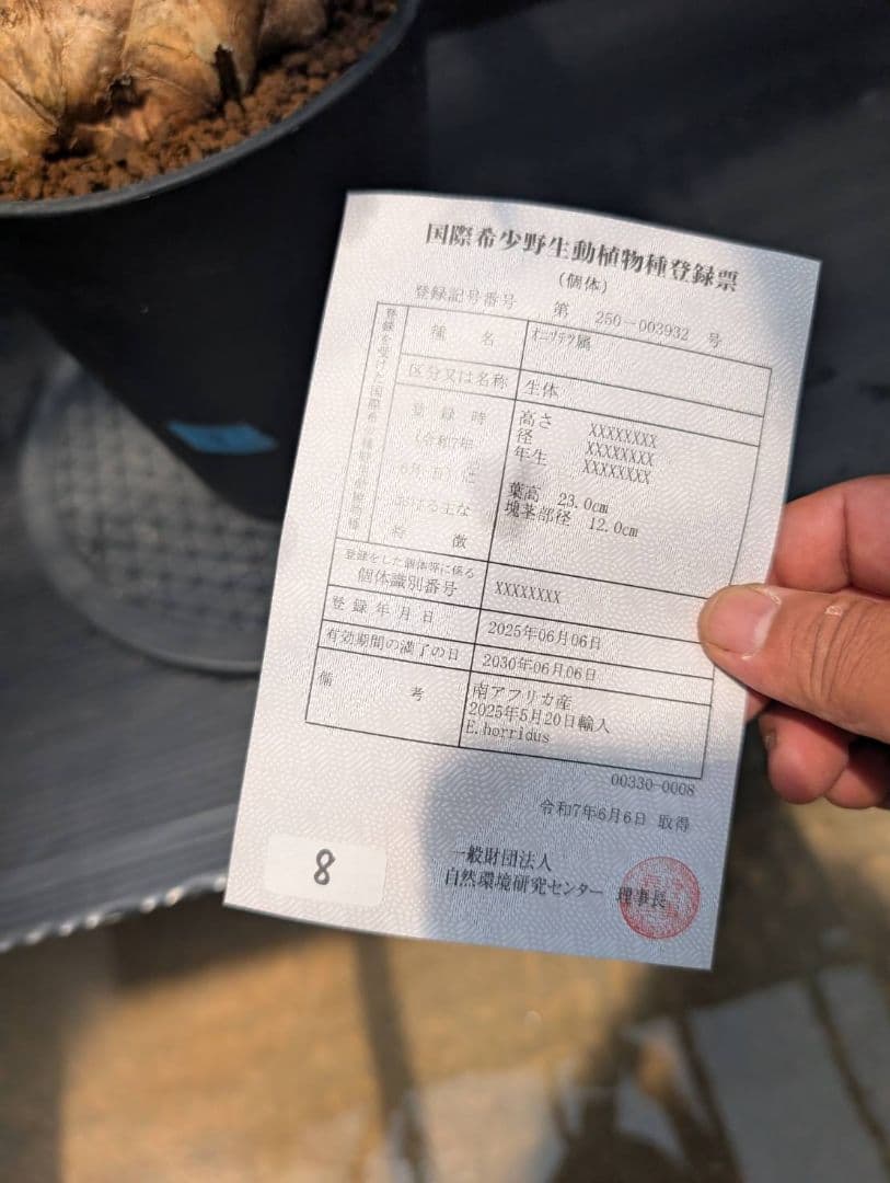 エンセファラルトス ホリダス スーパーブルー