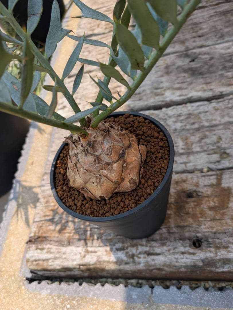 エンセファラルトス ホリダス スーパーブルー