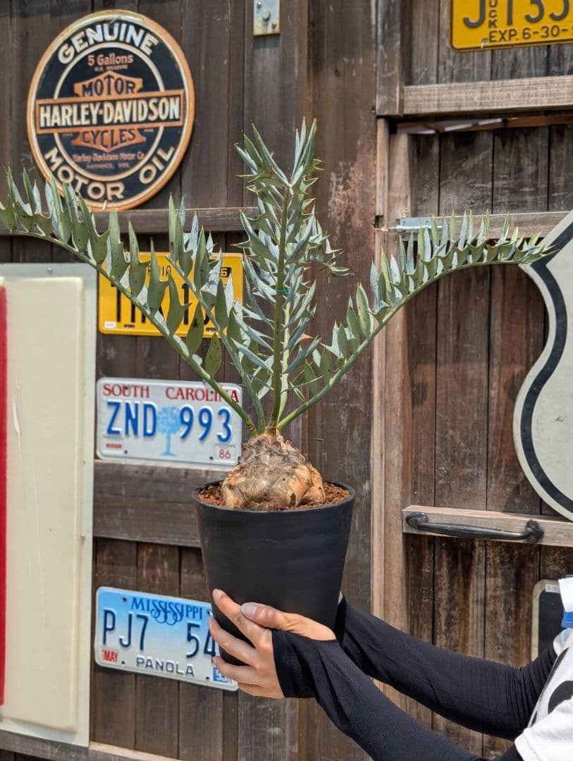 エンセファラルトス ホリダス スーパーブルー