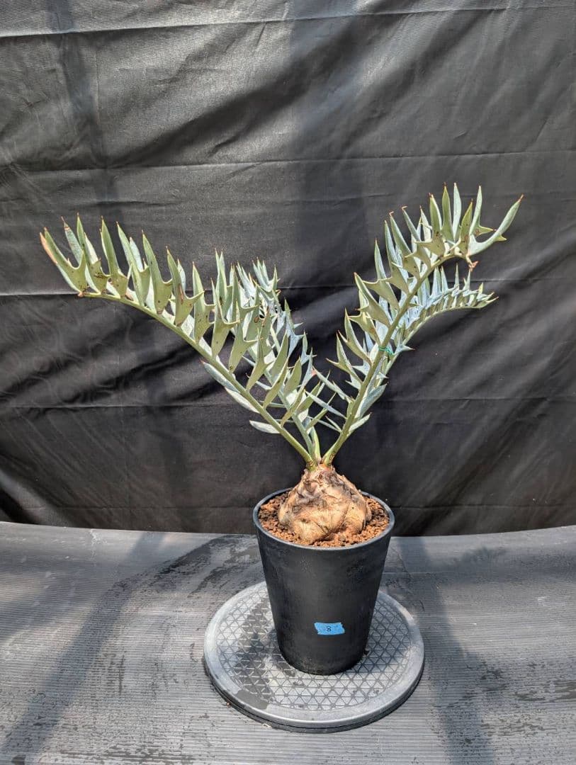 エンセファラルトス ホリダス スーパーブルー