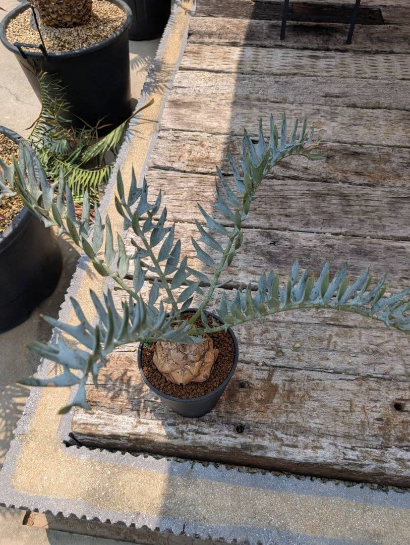 エンセファラルトス ホリダス スーパーブルー