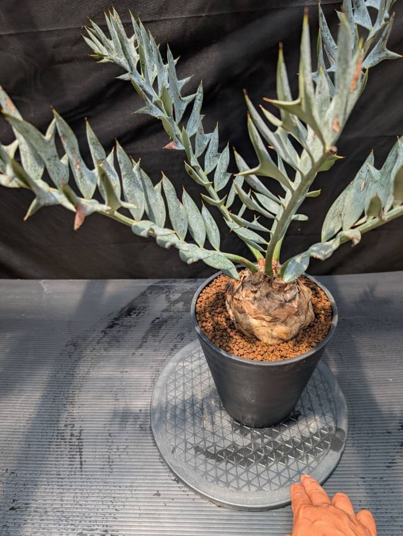 エンセファラルトス ホリダス スーパーブルー