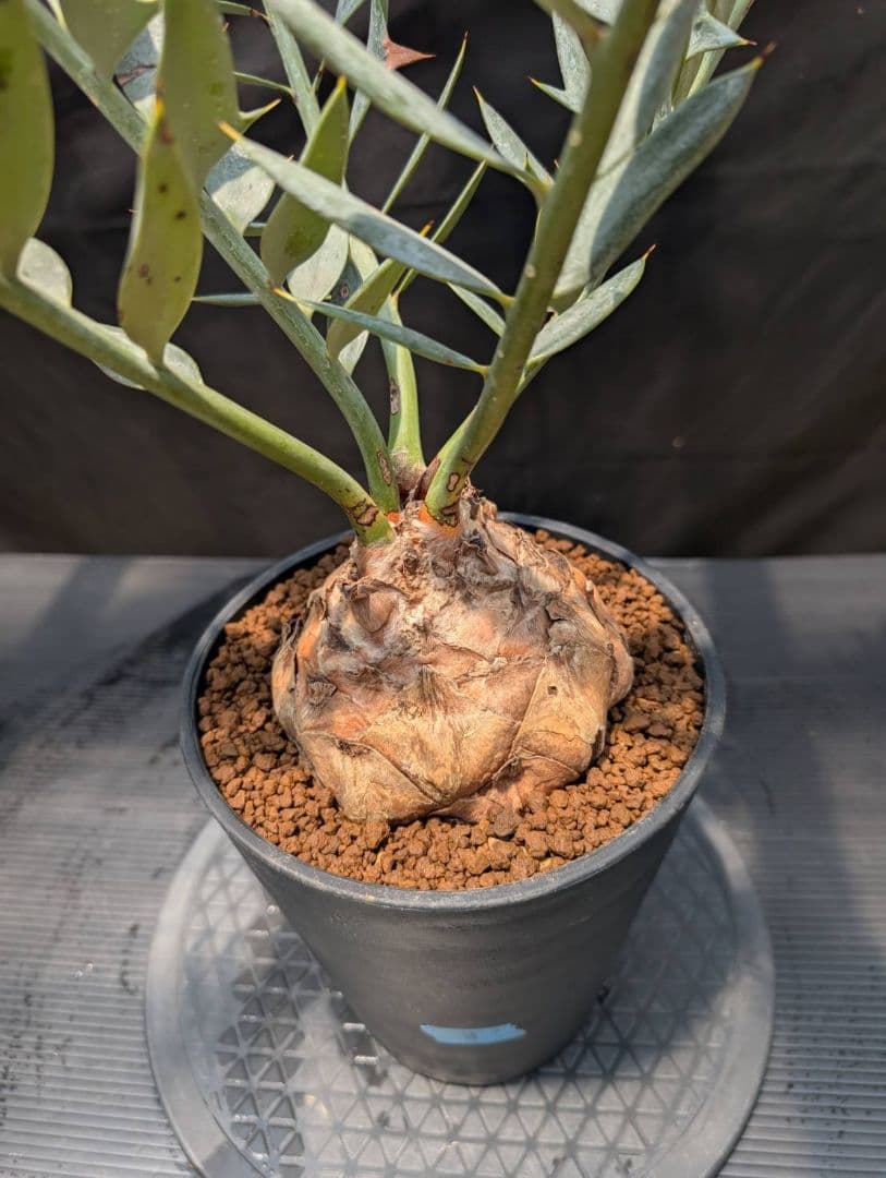 エンセファラルトス ホリダス スーパーブルー