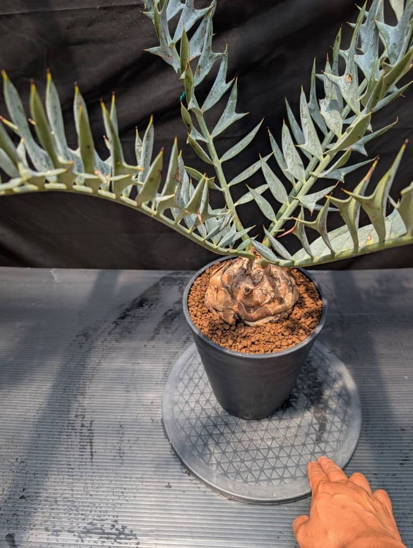 エンセファラルトス ホリダス スーパーブルー