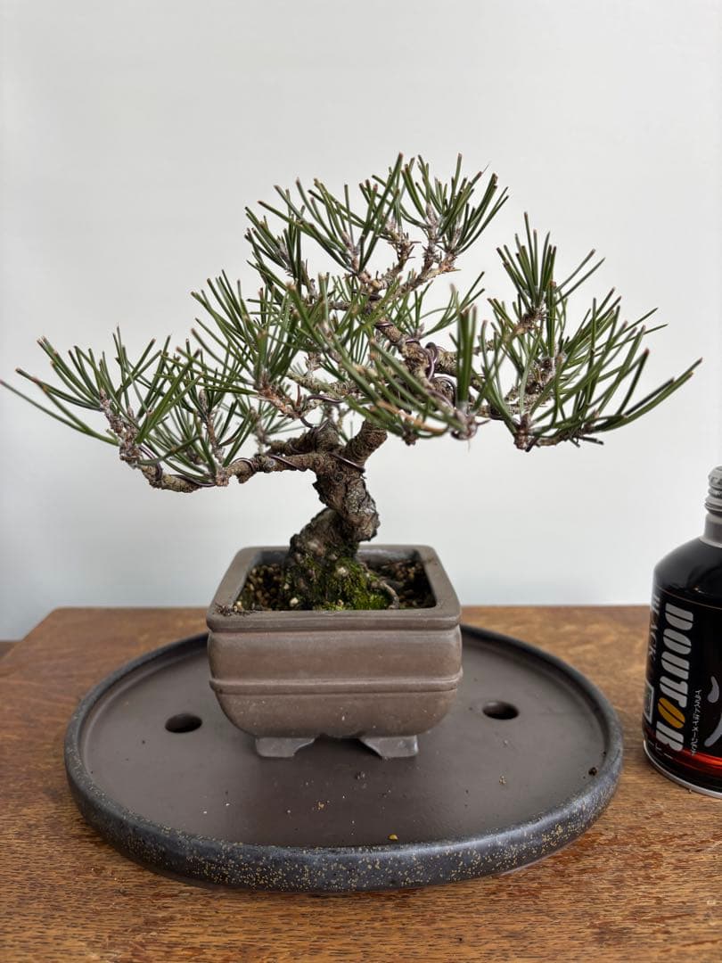 黒松　盆栽