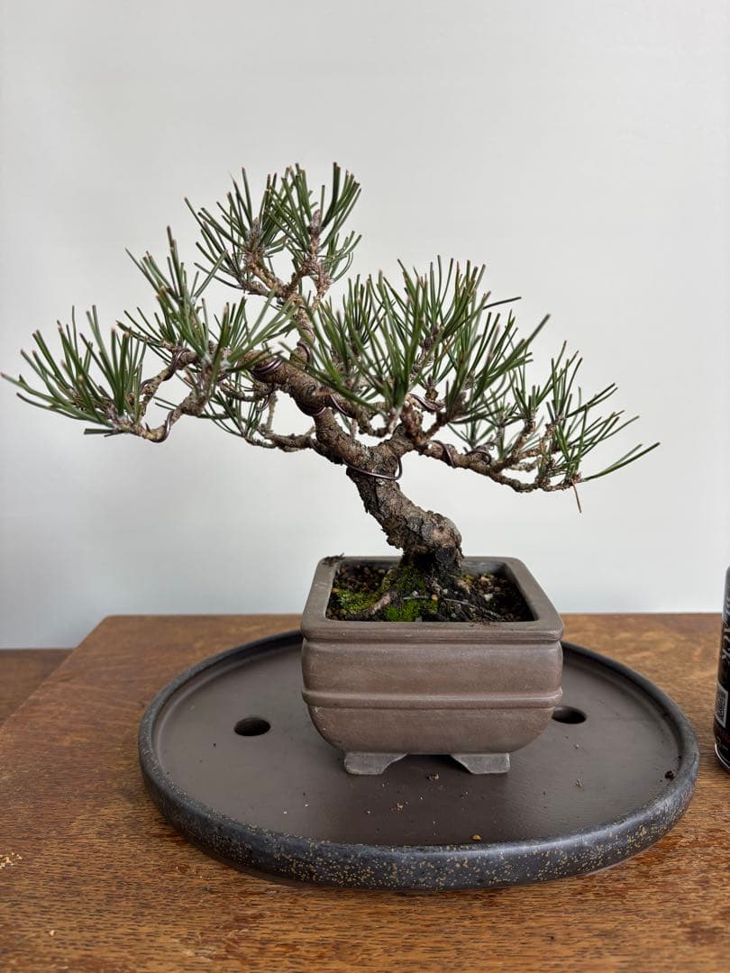 黒松　盆栽
