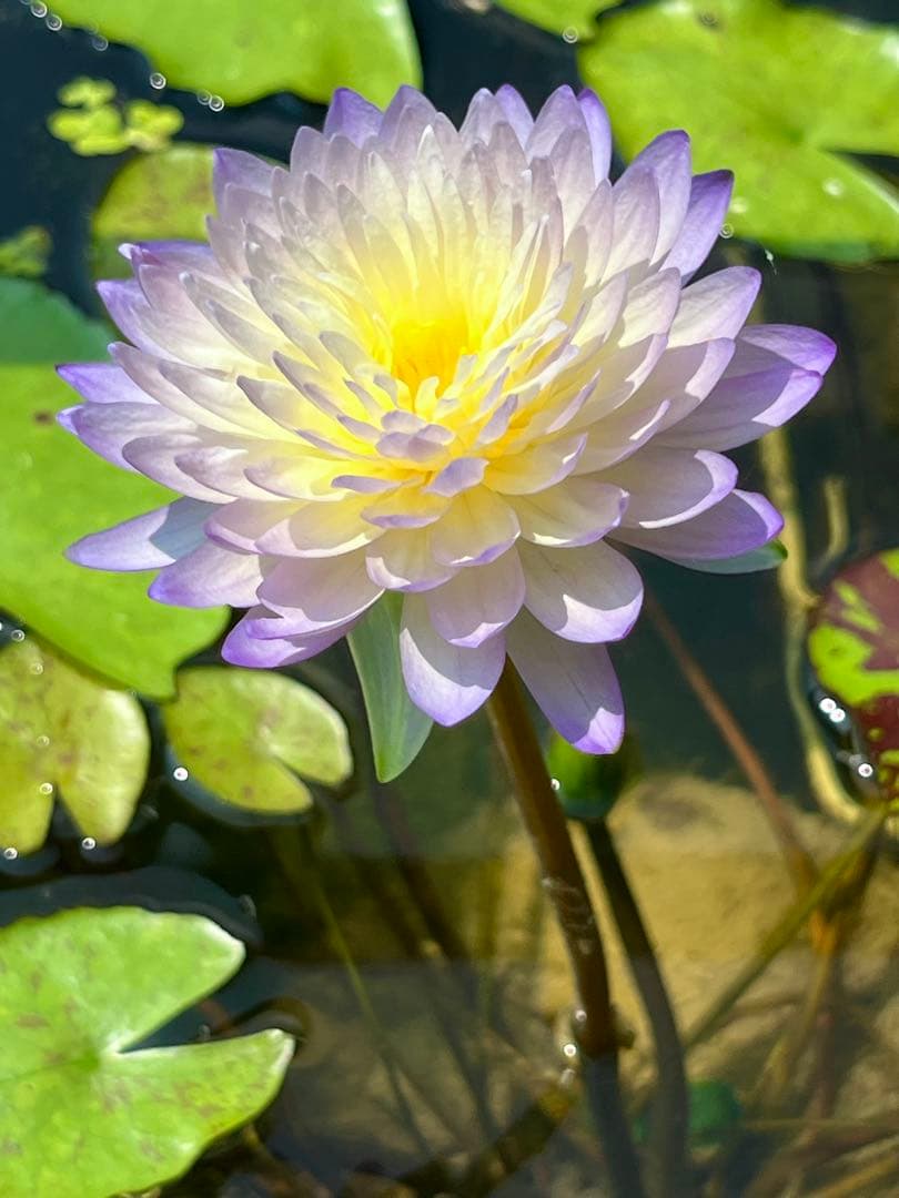 睡蓮の苗1個( ニンファエア・グリーン・スモーク ハイブリッド