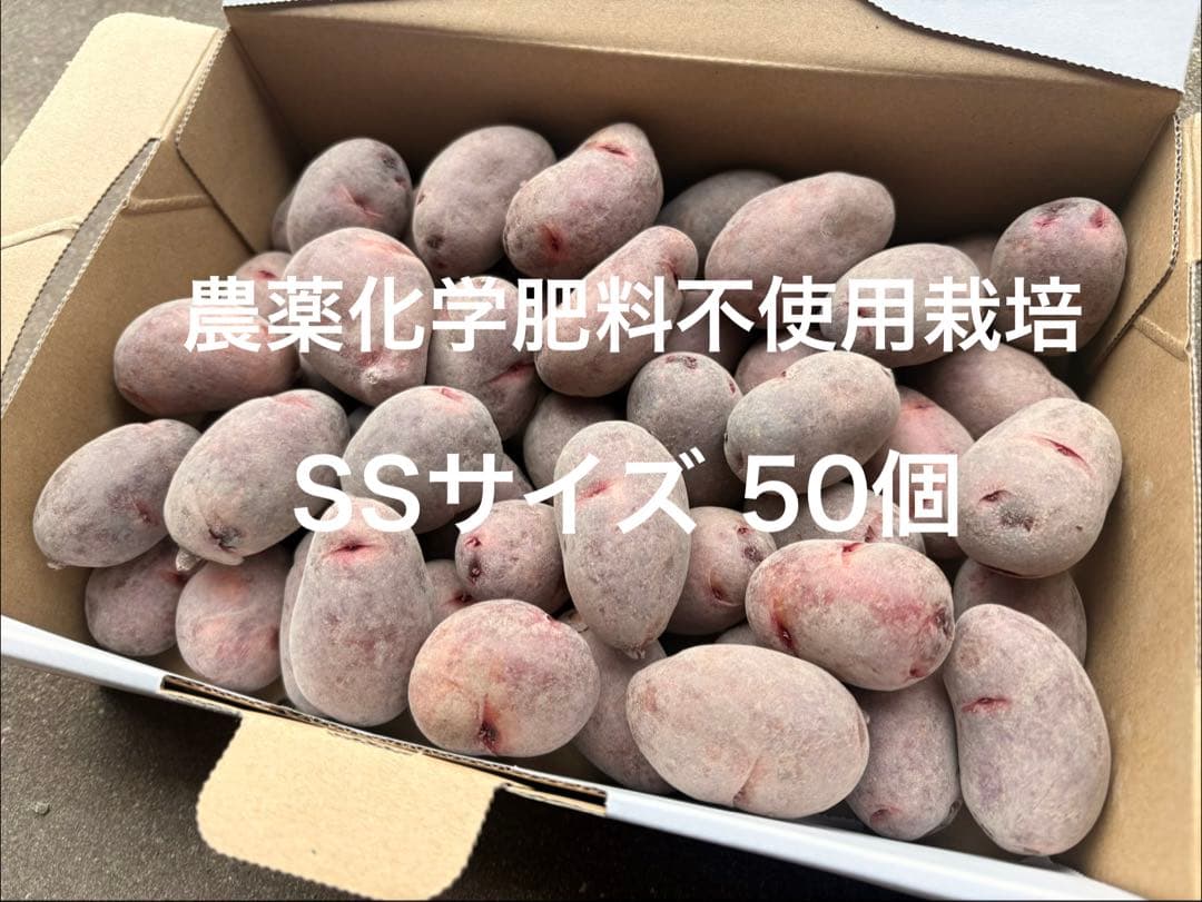 希少！農薬化学肥料不使用栽培のグラウンドペチカ(デストロイヤー)種芋