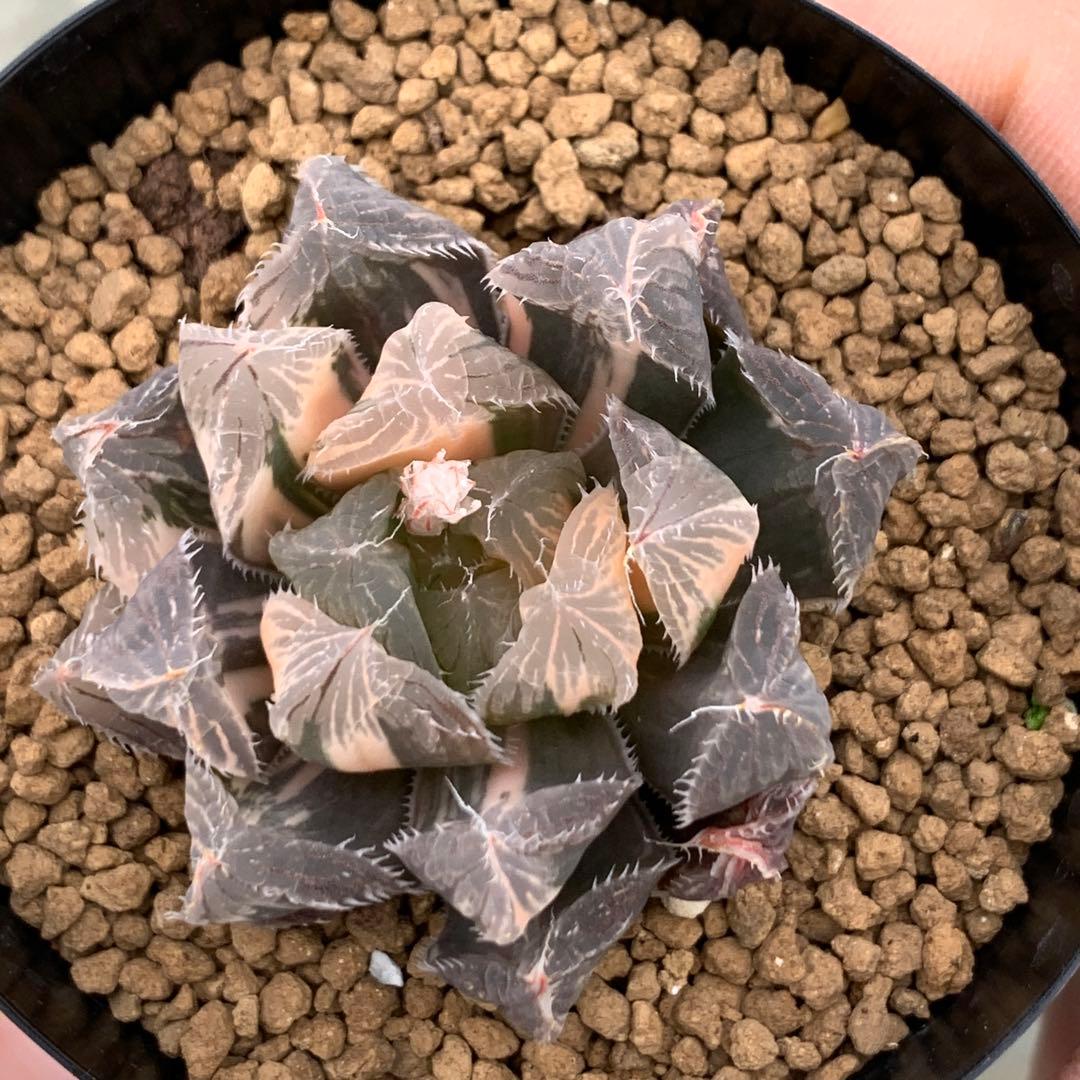 多肉植物 ハオルチア オブツーサ錦 魔王 - メルカリ